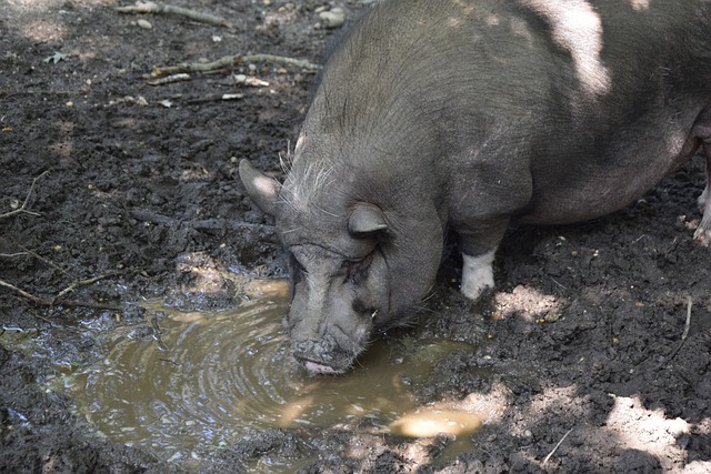 于穆科科来 于穆科科来