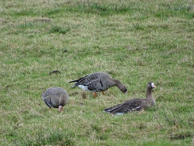 为球队赢得 为球队赢得